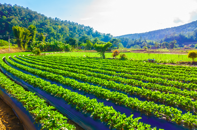 Sustainable Agriculture Pilot Program