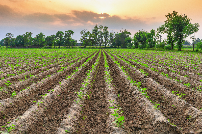 Digital Agriculture Platform Development: